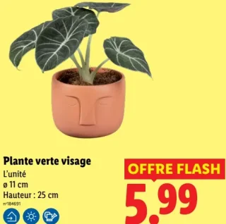 Plante verte visage