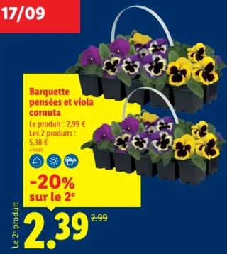 Barquette pensées et viola cornuta