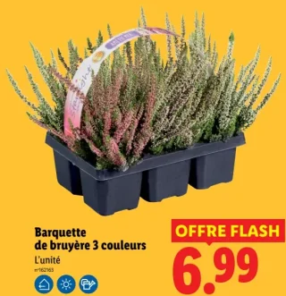 Barquette de bruyère 3 couleurs
