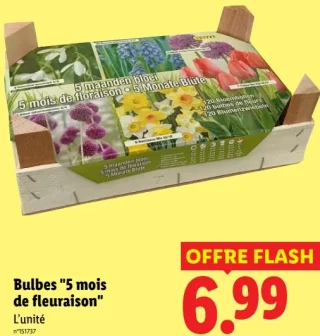 Bulbes "5 mois de fleuraison"