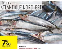 Sardine