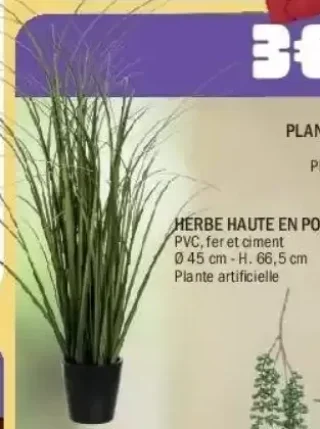 Herbe Haute en Pot