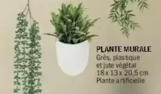 Plante Murale