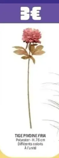Tige Pivoine Fria