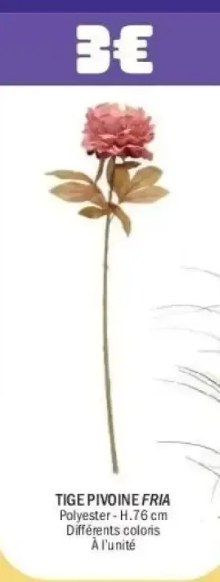 Tige Pivoine Fria