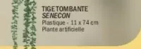 Tige Tombante Senecon