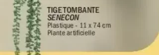 Tige Tombante Senecon