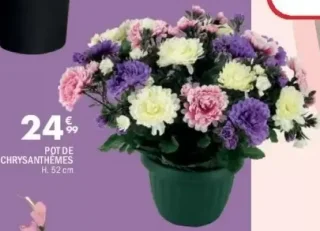 Pot de chrysanthèmes