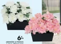 Jardinière 18 pivoines