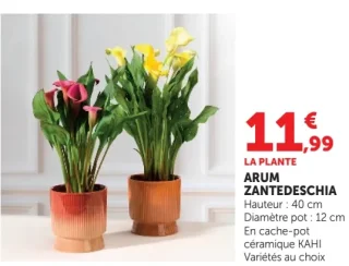 Arum Zantedeschia