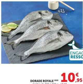 Dorade royale