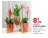Promo Plante fleurie