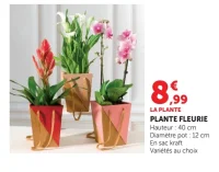 Plante fleurie