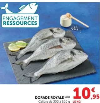 Dorade Royale