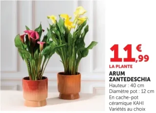 Arum Zantedeschia
