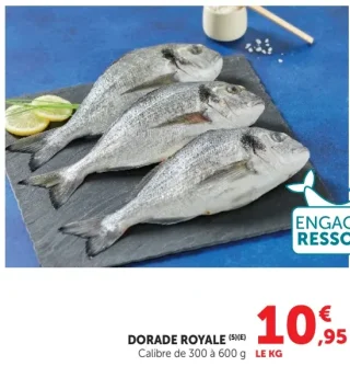 Dorade royale Calibre de 300 à 600 g