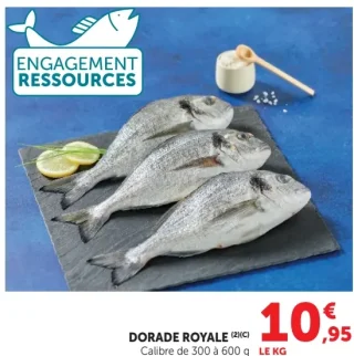 Dorade royale