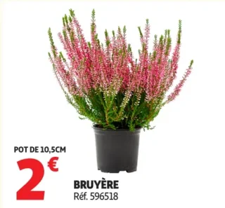 Bruyère