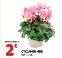 Cyclamen mini