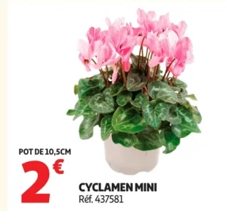 Cyclamen mini