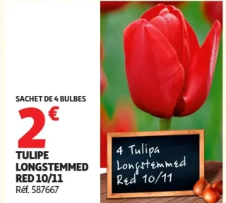 Tulipe longstemmed red 10/11