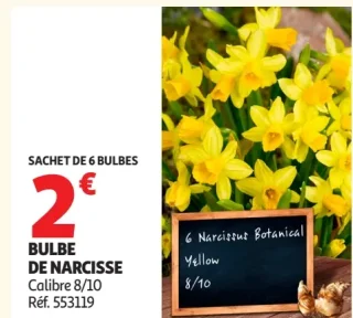 Bulbe de narcisse