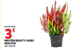Bruyère Beauty Ladies High Five