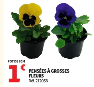Pensées à grosses fleurs