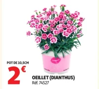 Oeillet (Dianthus)