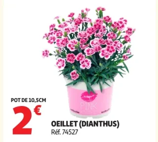 Oeillet (Dianthus)