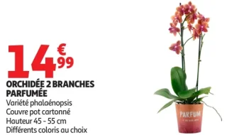 Orchidée 2 branches parfumée