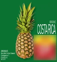 ANANAS Variété Extra Sweet