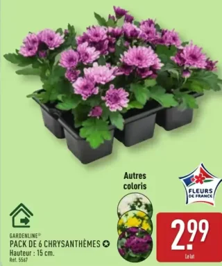 GARDENLINE® PACK DE 6 CHRYSANTHÈMES