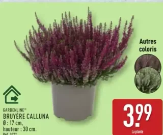 GARDENLINE Bruyère Calluna