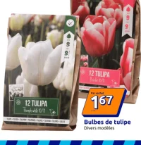 Bulbes de tulipe Divers modèles
