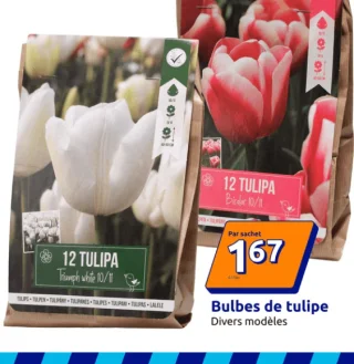 Bulbes de tulipe Divers modèles