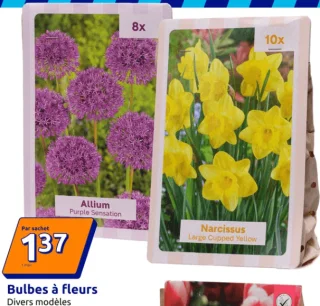 Bulbes à fleurs Divers modèles