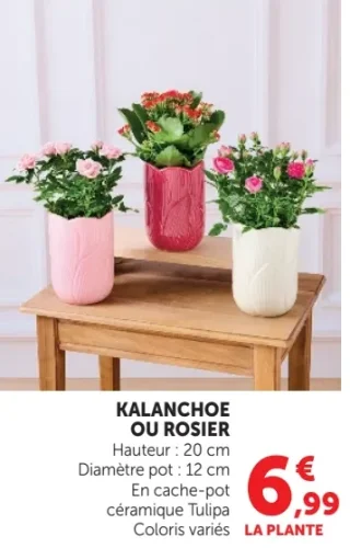 Kalanchoe ou rosier en cache-pot céramique Tulipa