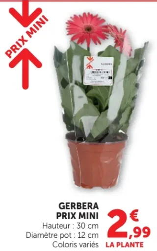 Gerbera en pot 30 cm