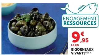 Bigorneaux vivants