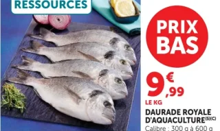 Daurade royale d'aquaculture