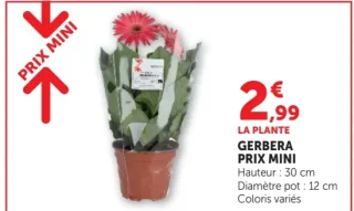 Gerbera Prix Mini