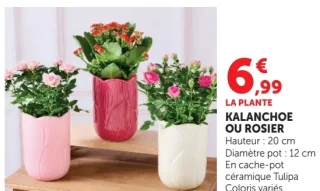 Kalanchoe ou Rosier