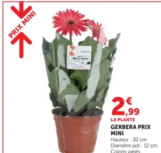 Gerbera Prix Mini