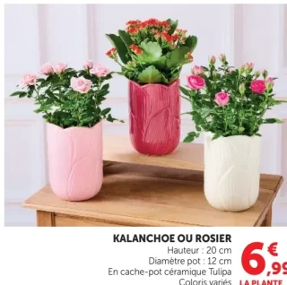 Kalanchoe ou Rosier