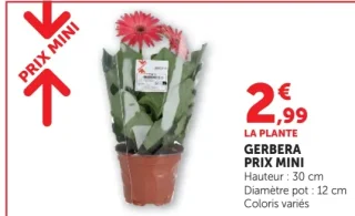 Gerbera