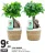 Promo Ficus Ginseng Mondo Verde