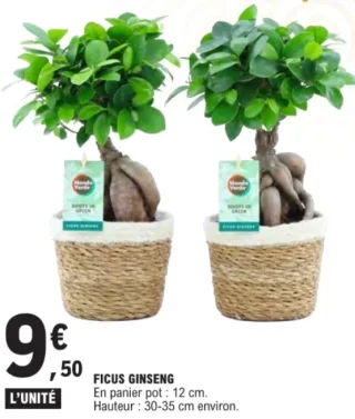 Ficus Ginseng Mondo Verde