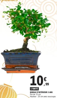 Bonsai d'intérieur 5 ans