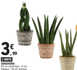 Sanseveria